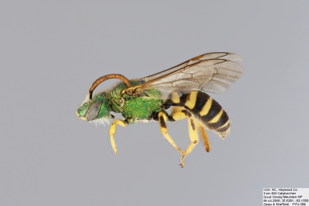 [Agapostemon virescens male (lateral/side view) thumbnail]